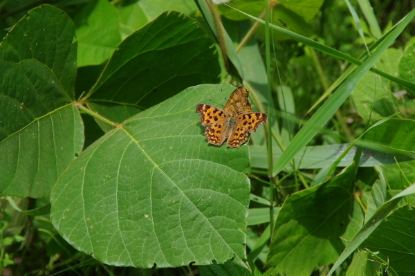 2013_06_01 13_01_07.jpg