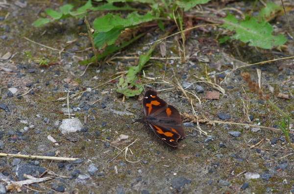 2013_06_10 11_34_17.jpg