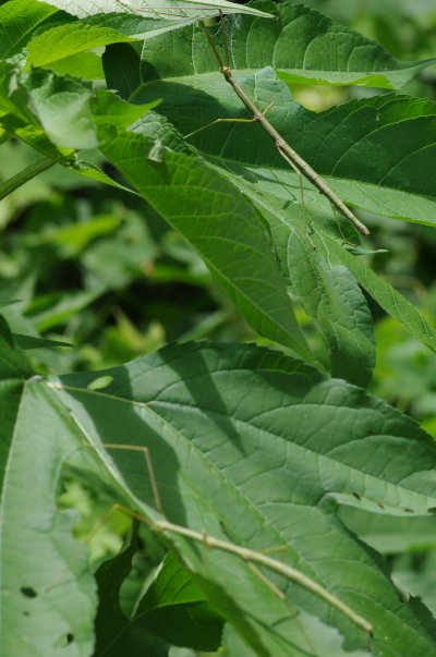 2013_07_14 11_52_15.jpg