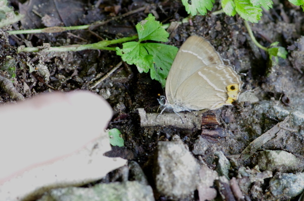 IMG52877.jpg