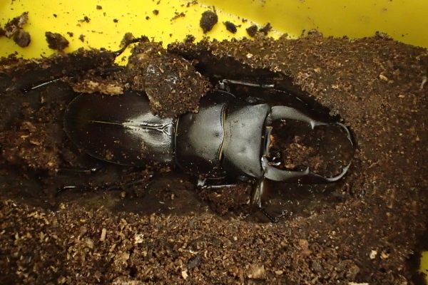 P6100464.jpg