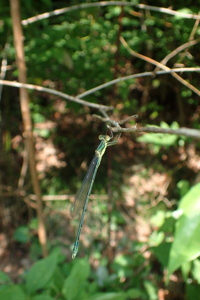 P6120480.jpg