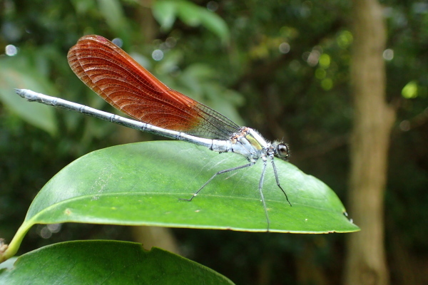 P6120510.jpg