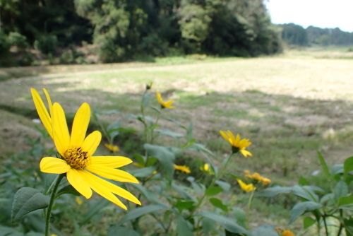 TG20201003_009.jpg