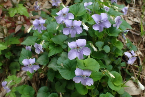 TG20240408_029.jpg