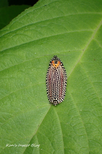 TG20240610_036.jpg