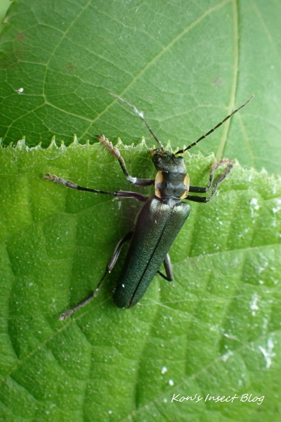 TG20240610_040.jpg