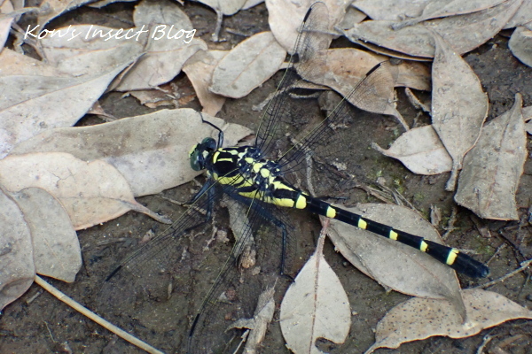 TG20240616_025.jpg
