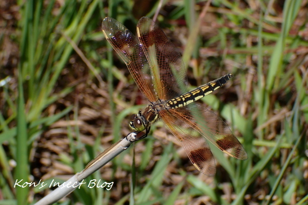 TG20240619_051.jpg