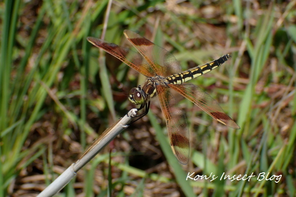 TG20240619_053.jpg