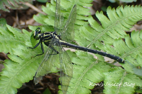 TG20240624_027.jpg