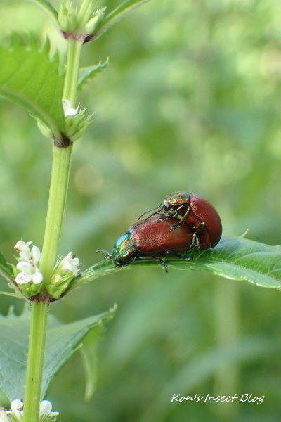 TG20240718_029.jpg