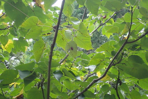 TG20241101_002.jpg