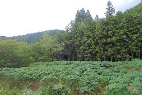 TG20241101_011.jpg